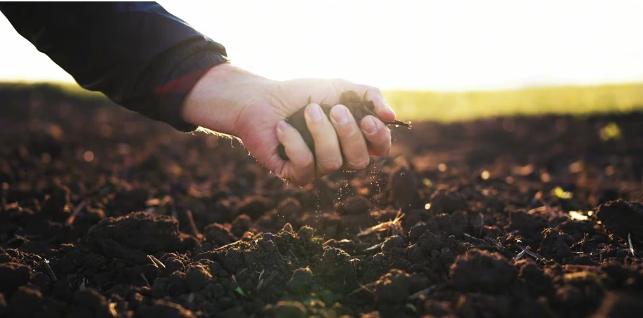 Checking soil health before starting a lawn care plan