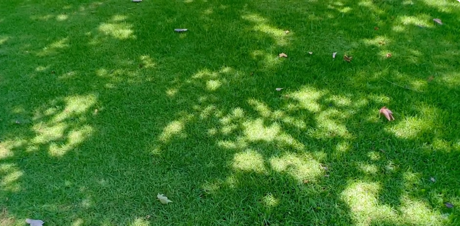 Healthy, well-maintained lawn in Medical Lake