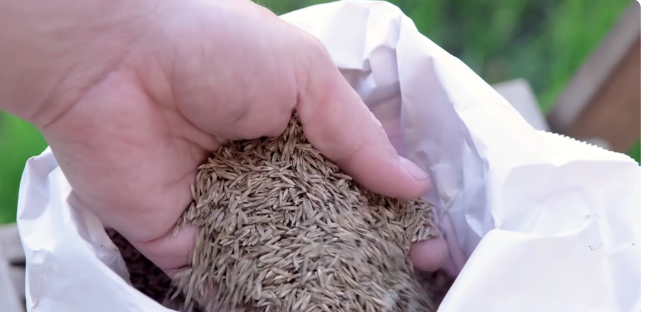 Quality grass seed used for Cheney lawn care projects