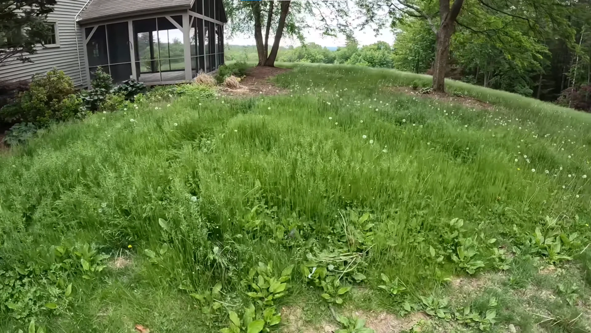 Lawn Fertilization & Weed Control